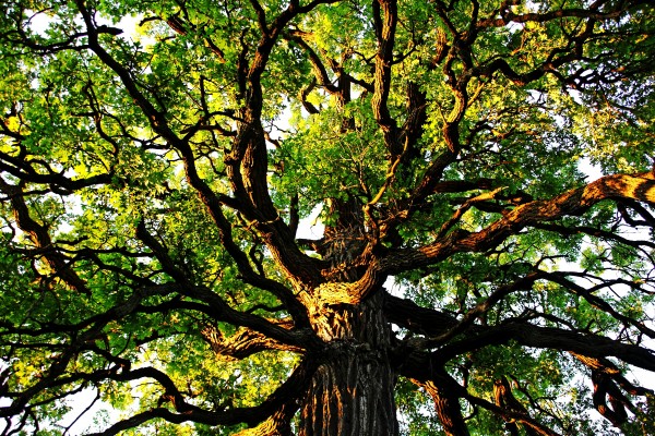 Gnarly Oak by Deb Oppermann